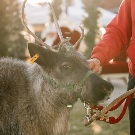 A reindeer at Christmas in Le Mars